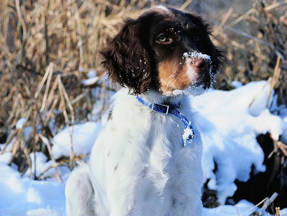 dog in snow