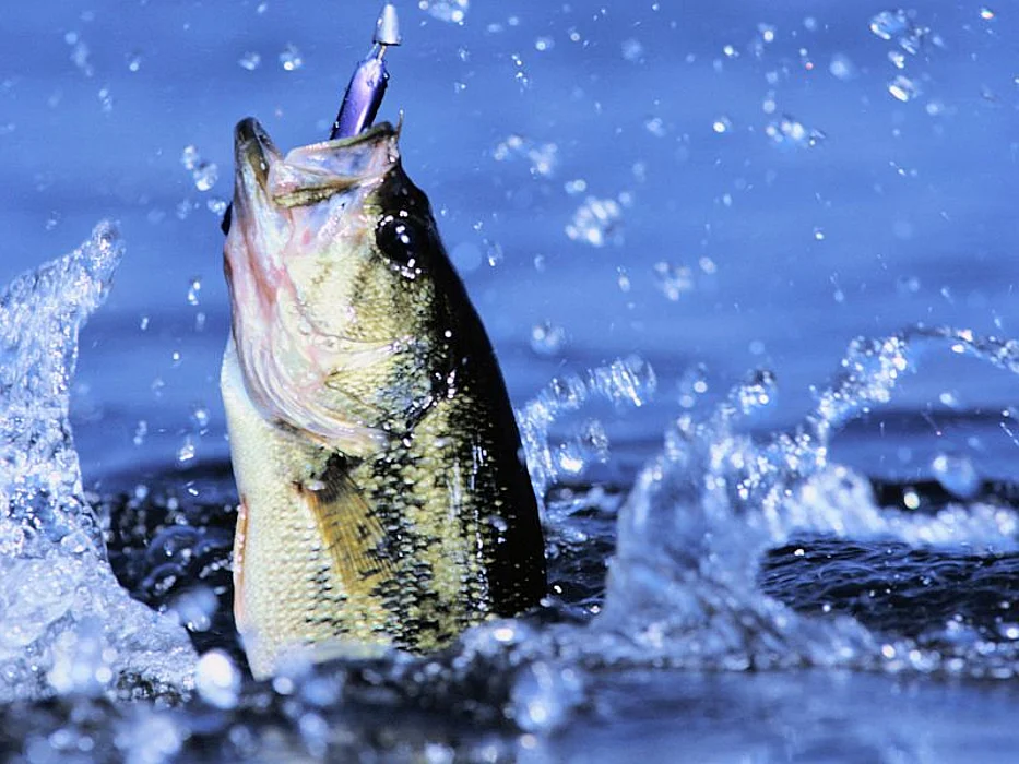 fish