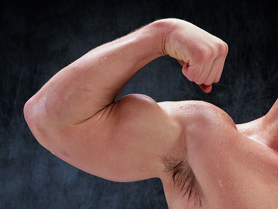 arm muscles