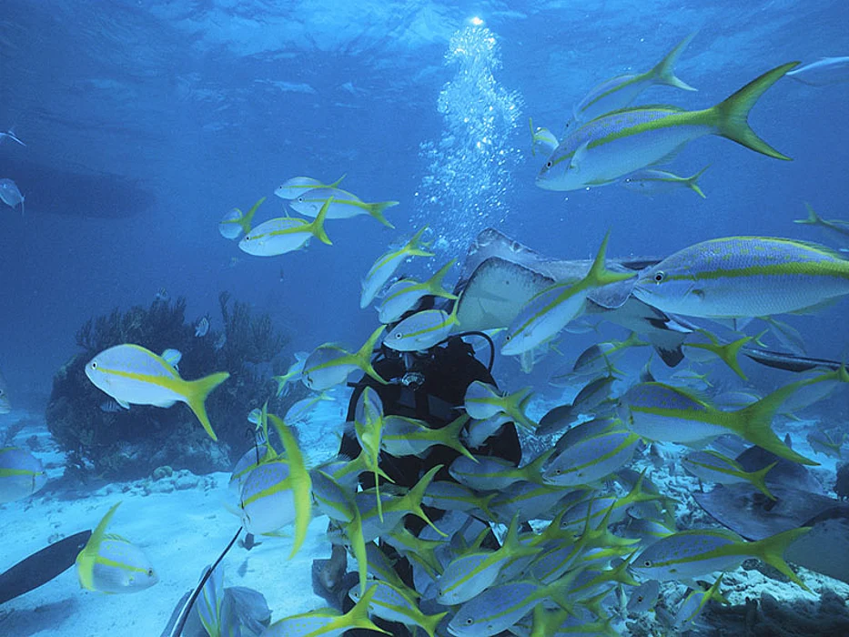 scuba diving
