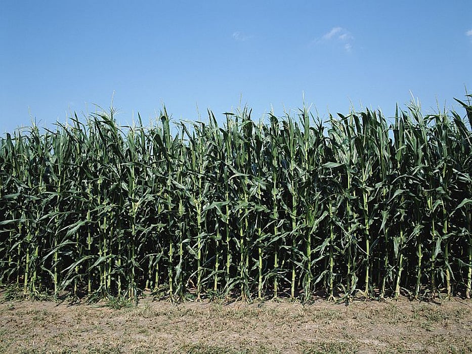 cornfield