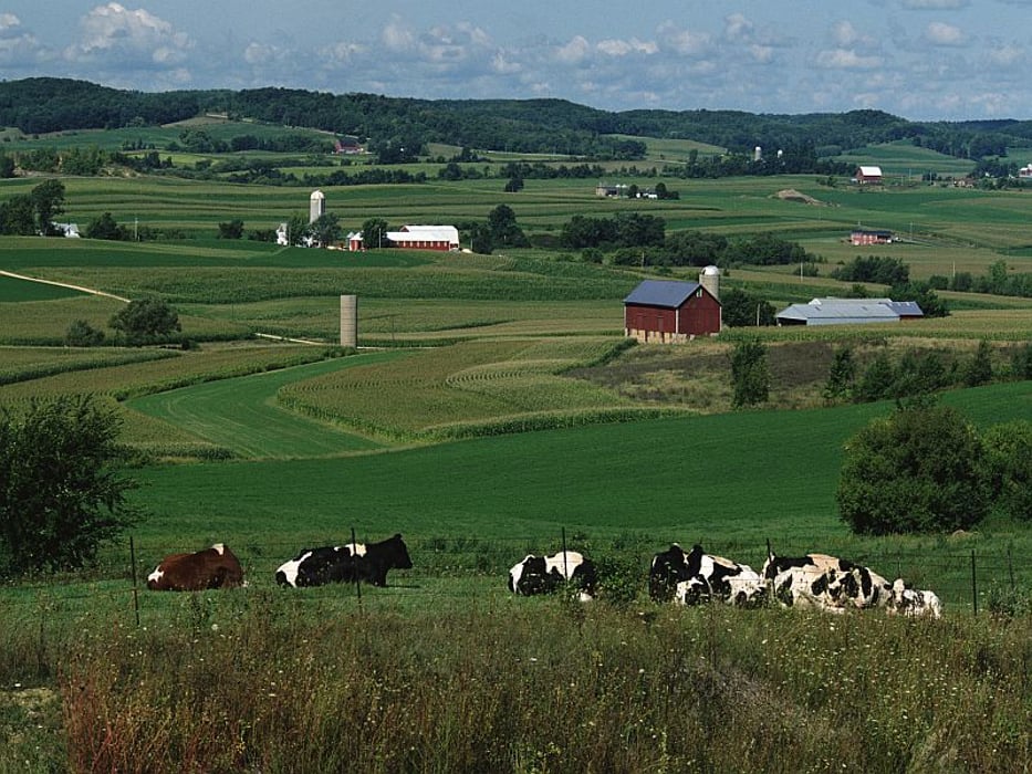 cows on a farm