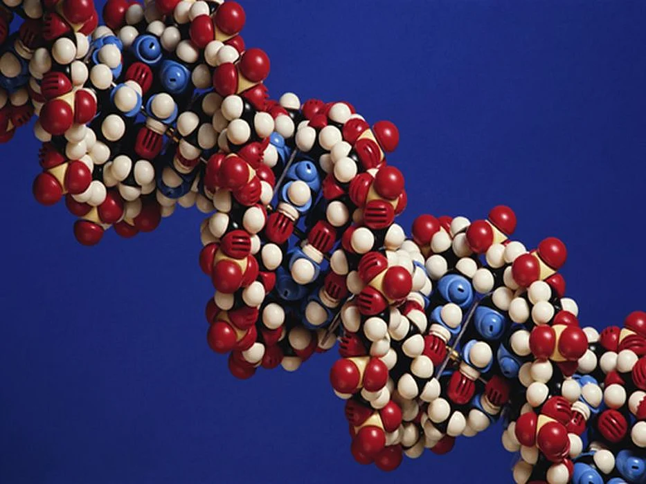 dna model