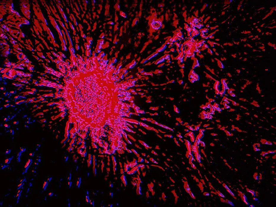 microscopic slide