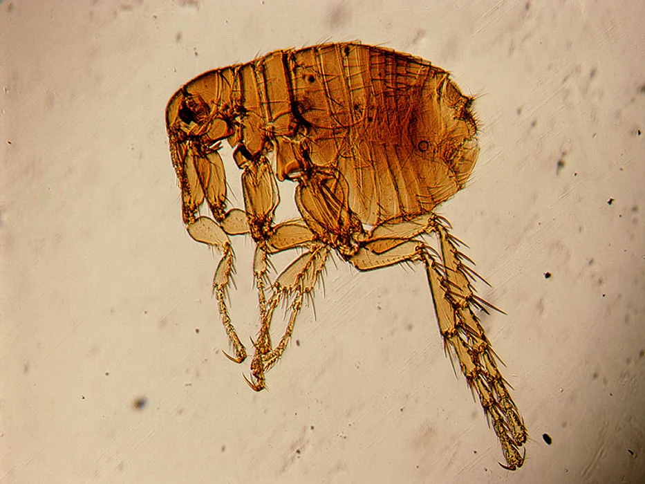 insect closeup