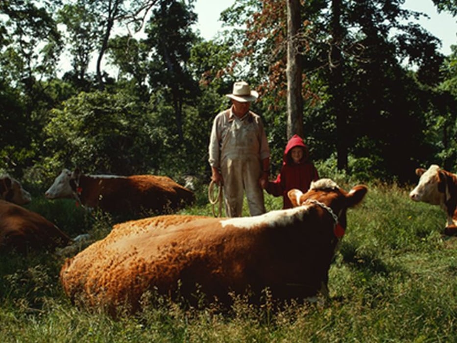 farmer and cows