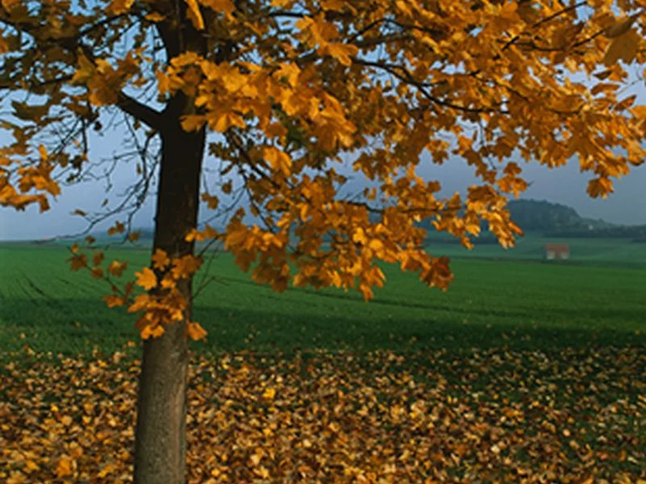 autumn leaves