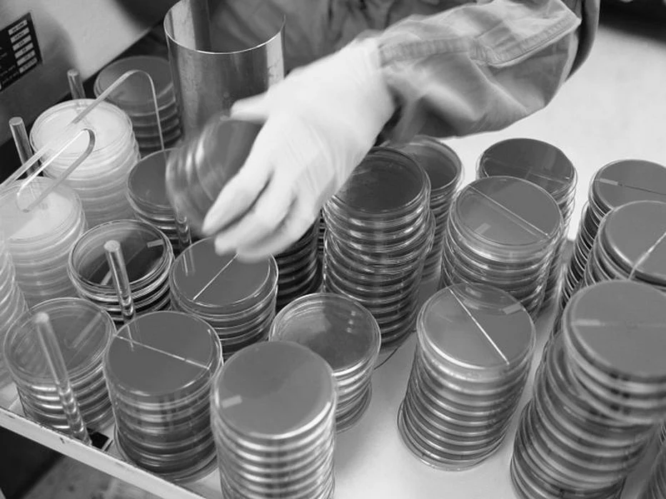 petri dishes