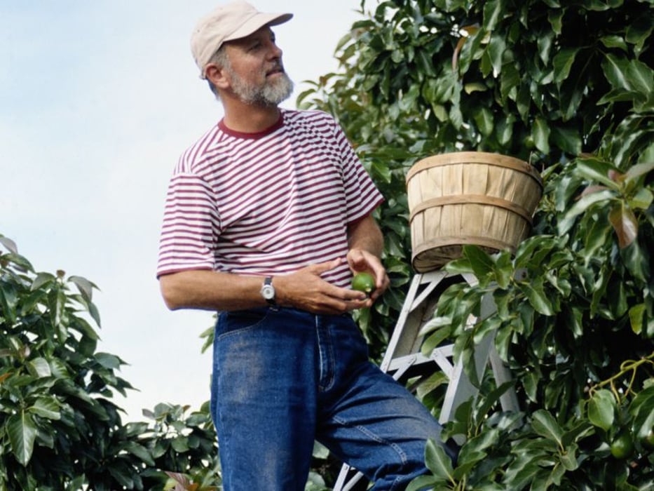 man picking from a fruit tree