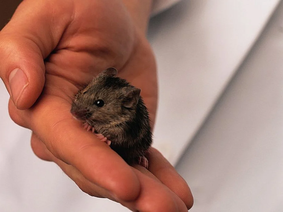 mouse