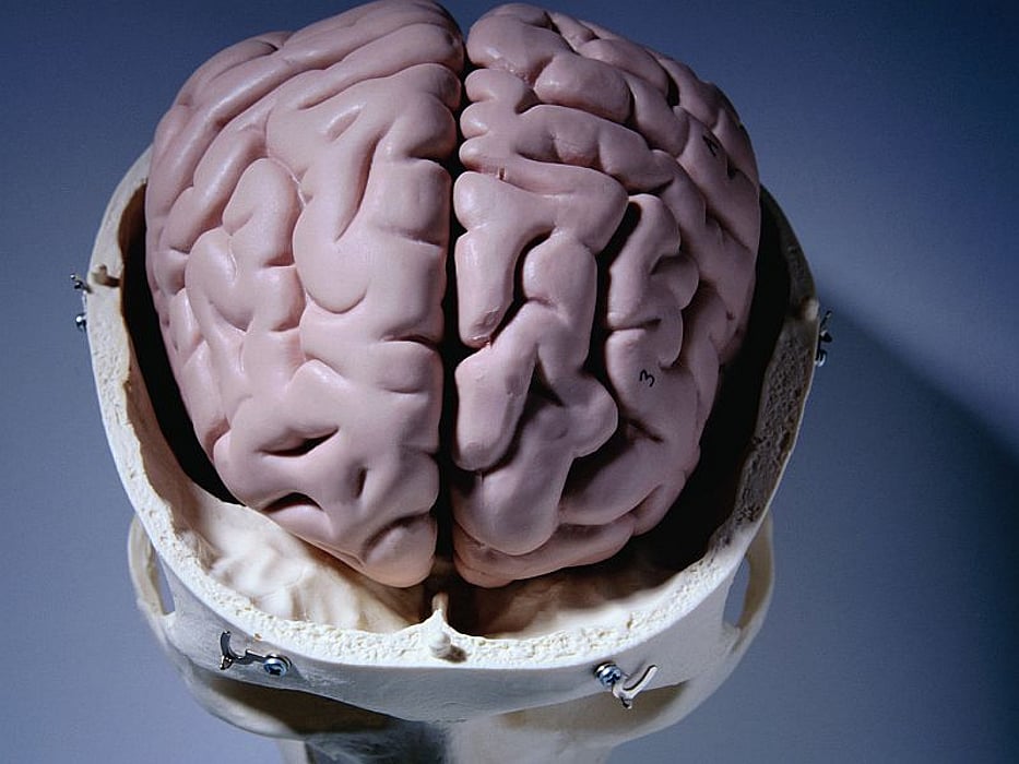 brain model