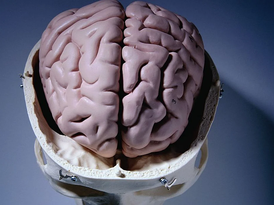 brain model