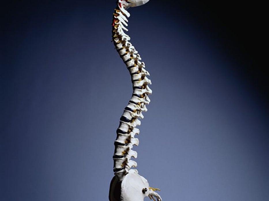 spine