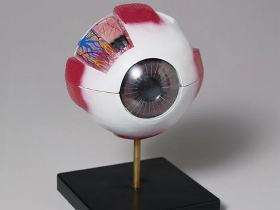 eye model