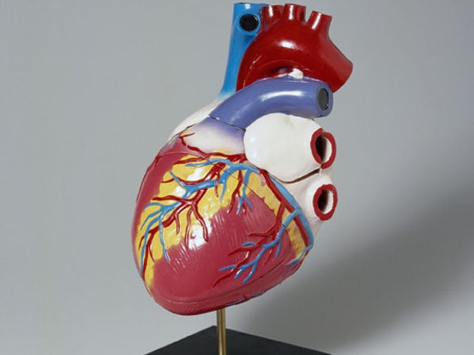 heart model
