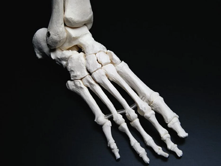 foot bones model
