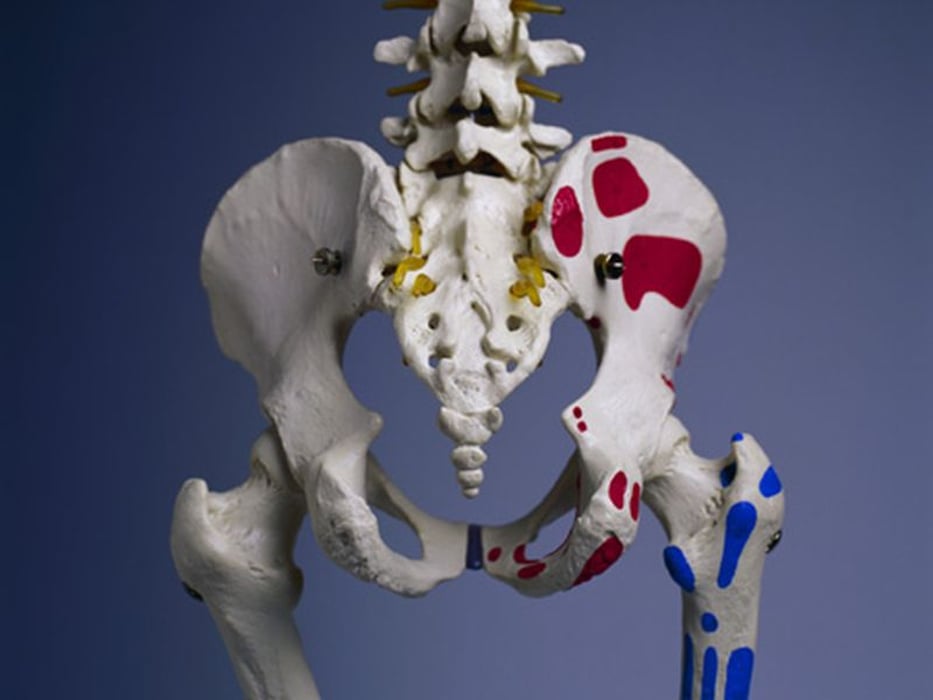 hip bones model