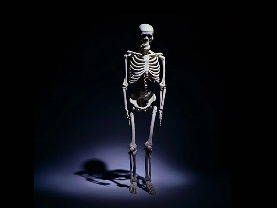 skeleton