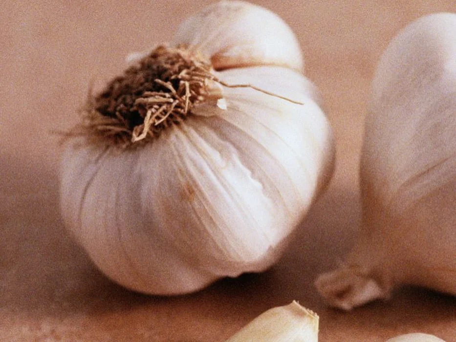 garlic