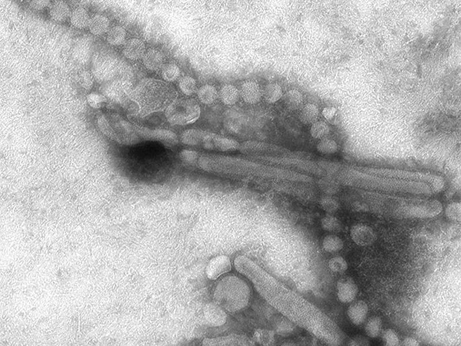 bird flu virus
