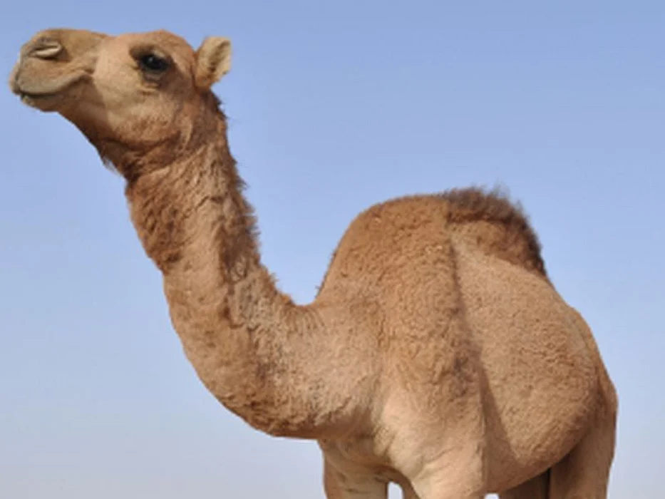 camel