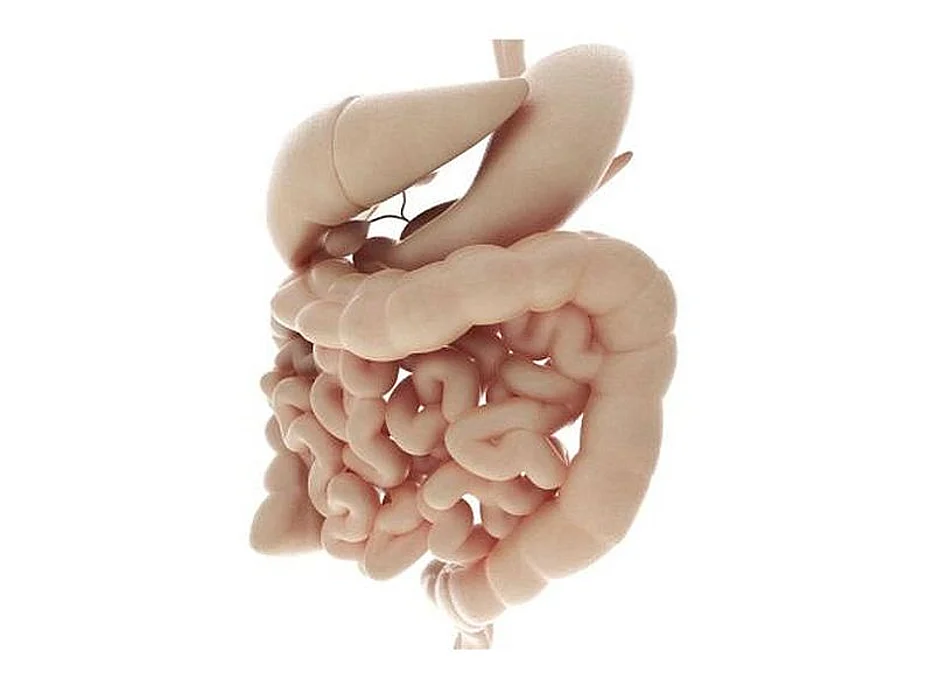 colon