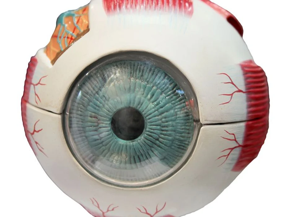 eye anatomy