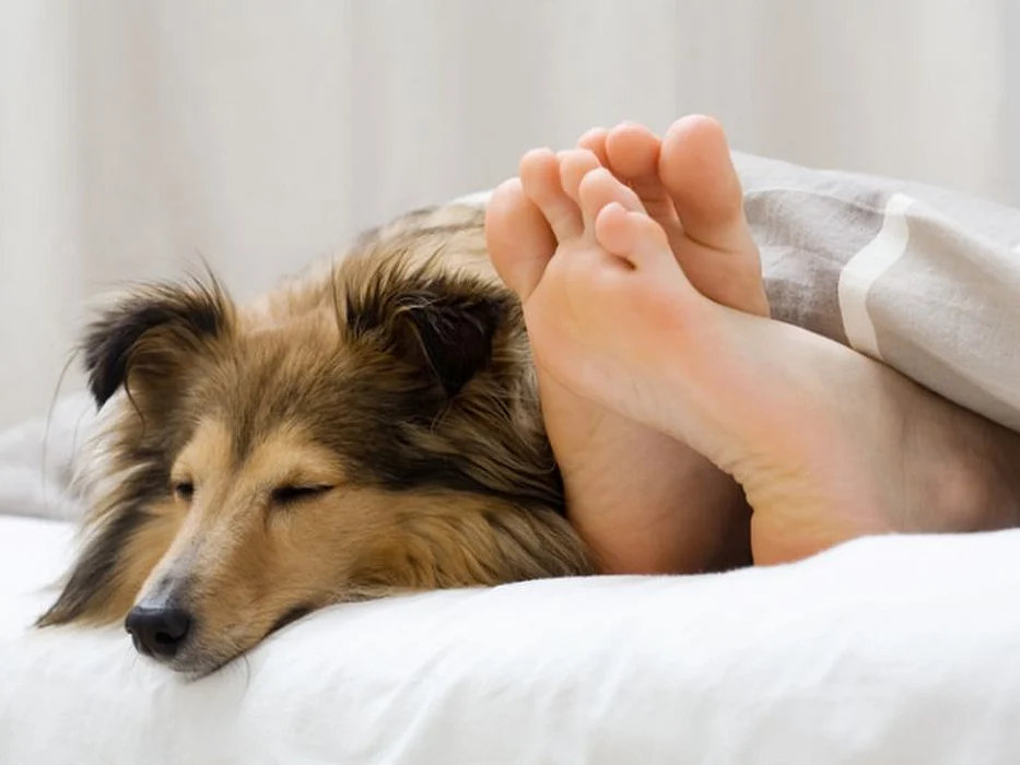dog in bed