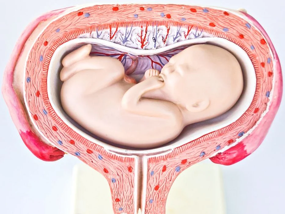 fetus in the womb