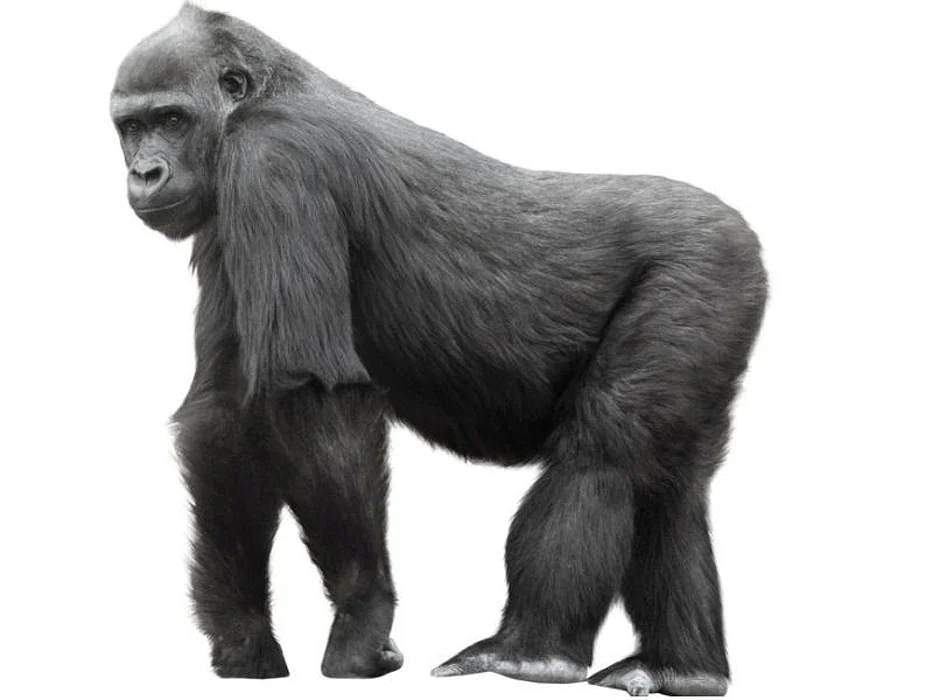 gorilla