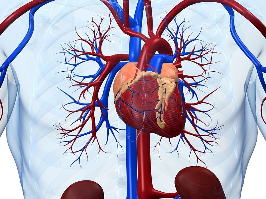 heart illustration