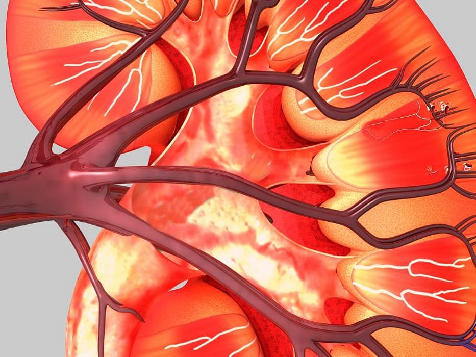 kidney illustration