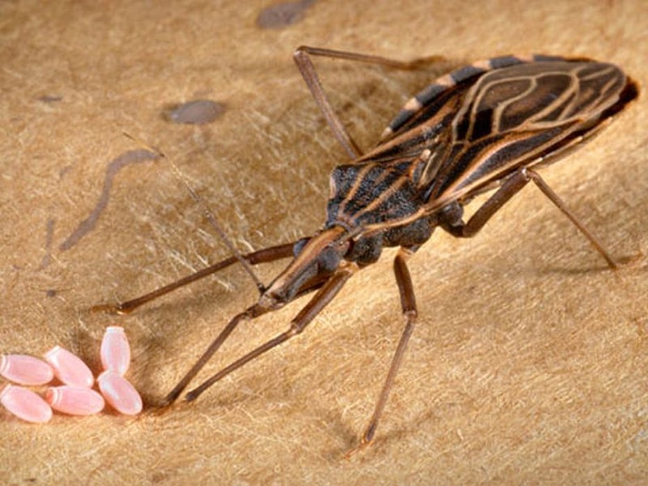 kissing bug