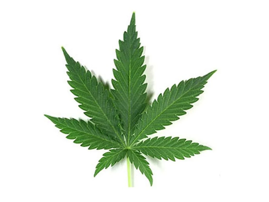 marijuana leaf