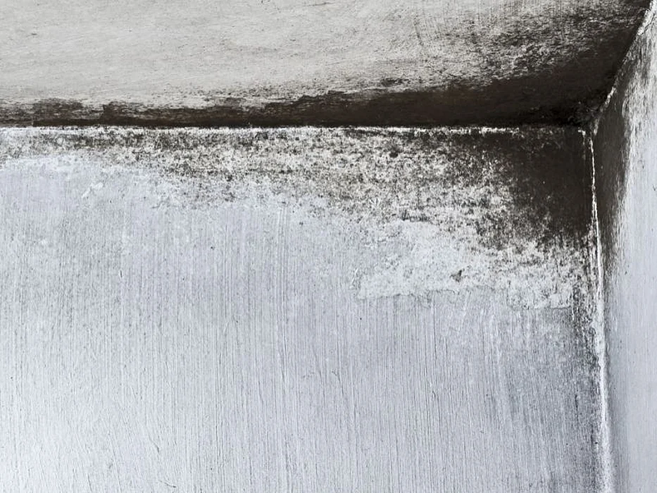 mold on ceiling