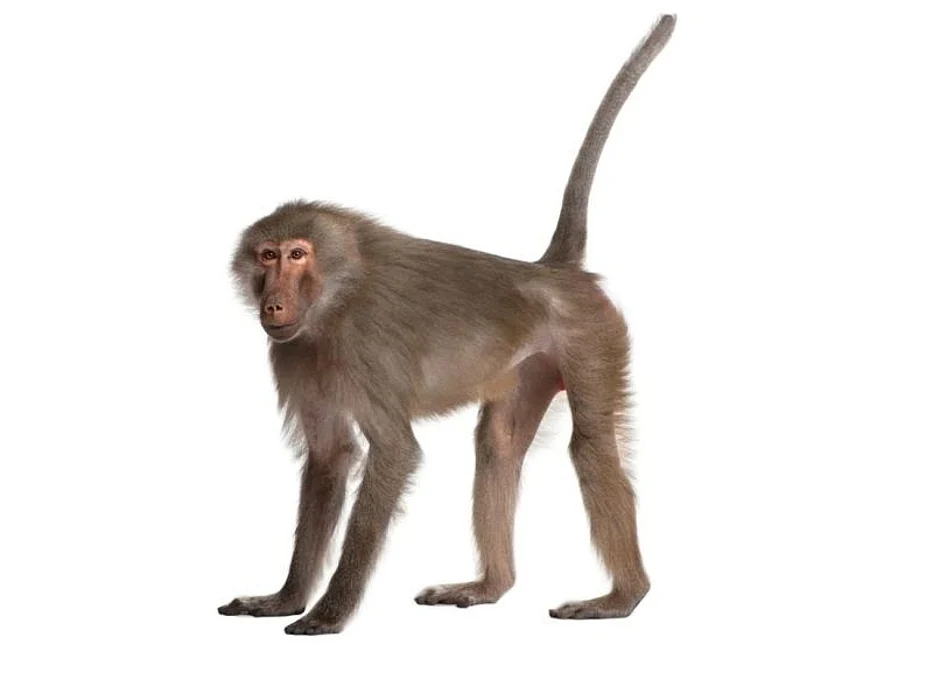 monkey