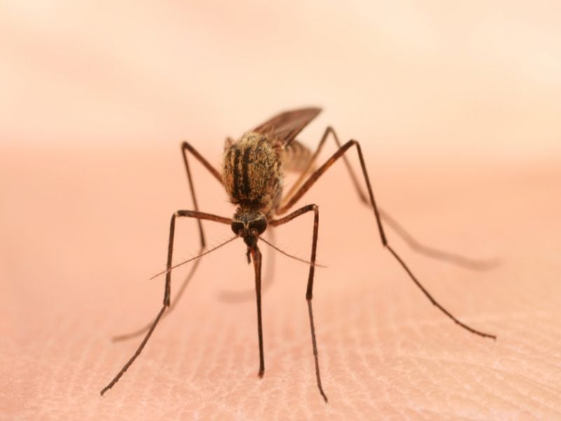 News Picture: Some Viruses Make People More Attractive to Mosquitoes