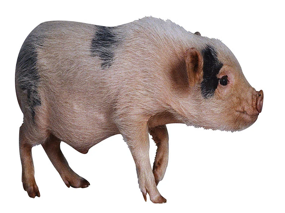 pig