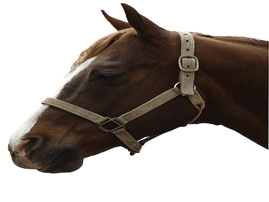 a head of a horse
