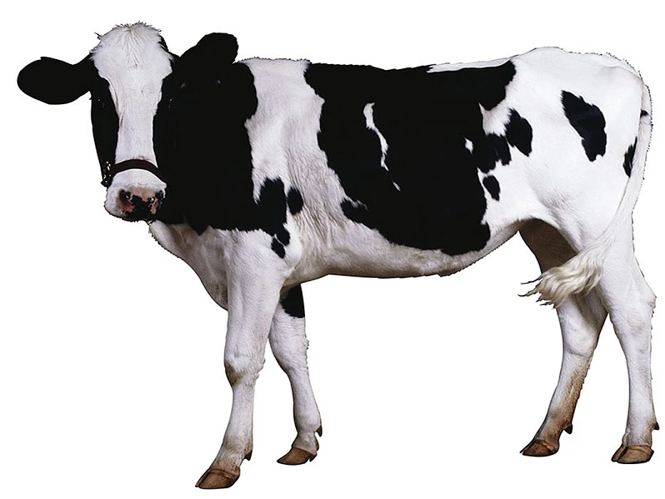 cow