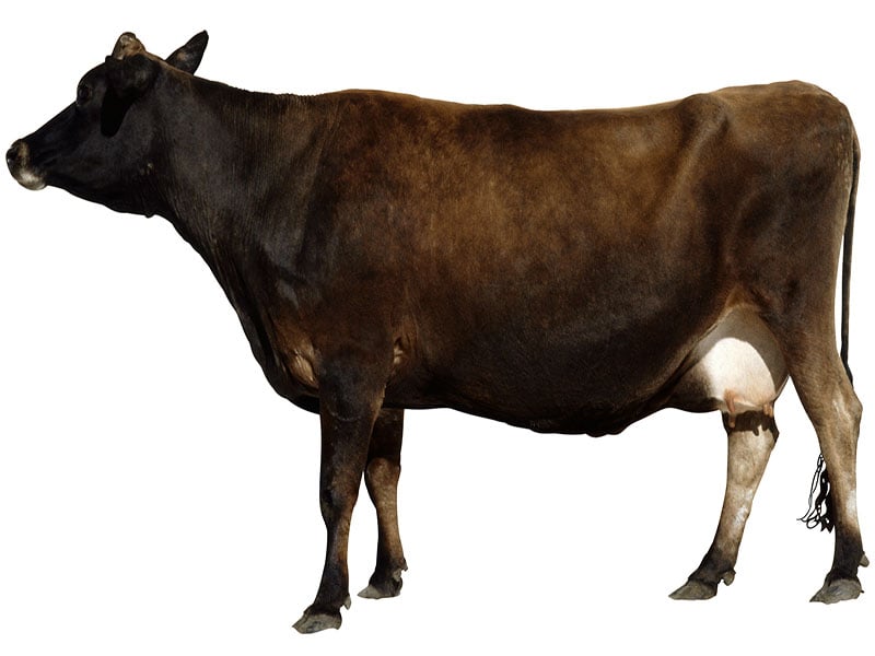 تصویر خبر: FDA می گوید گاوهای اصلاح شده ژنی برای خوردن بی خطر هستند