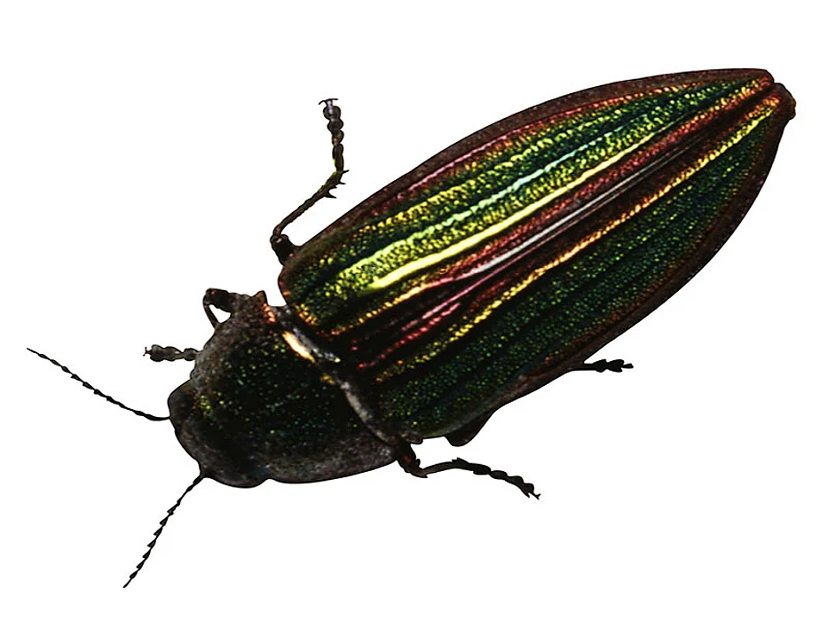 beetle