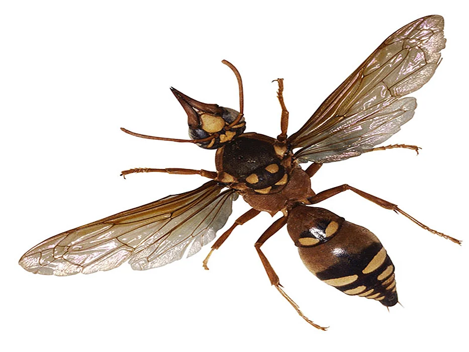 insect with wings
