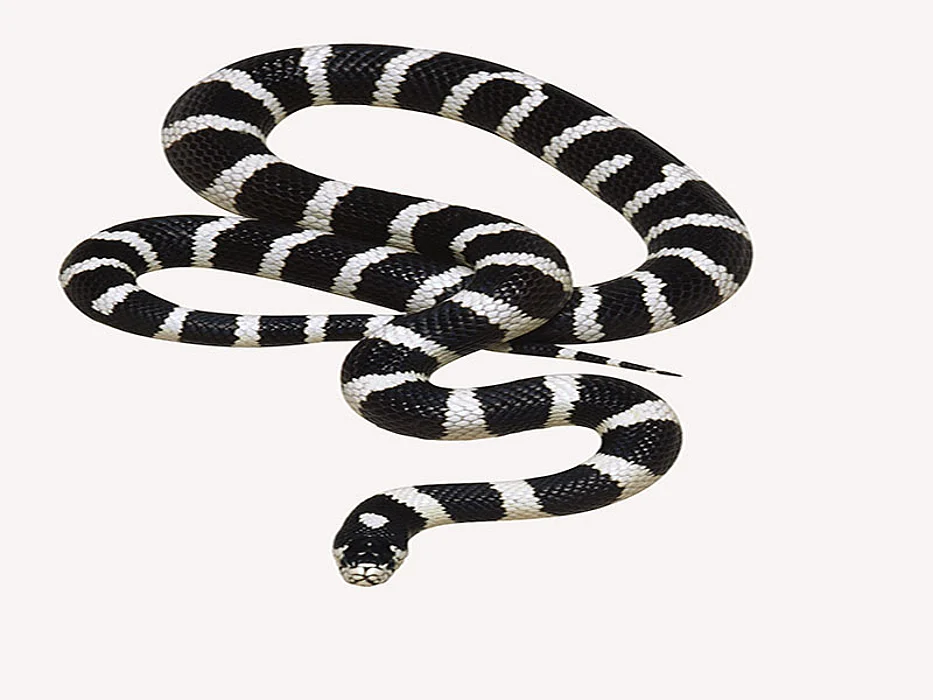 snake