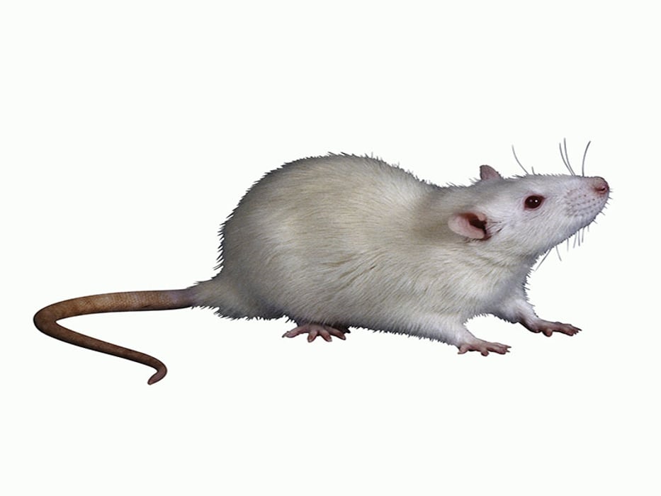 Anti-Aging Process Rejuvenates Lab Mice: Study - Consumer Health News |  HealthDay
