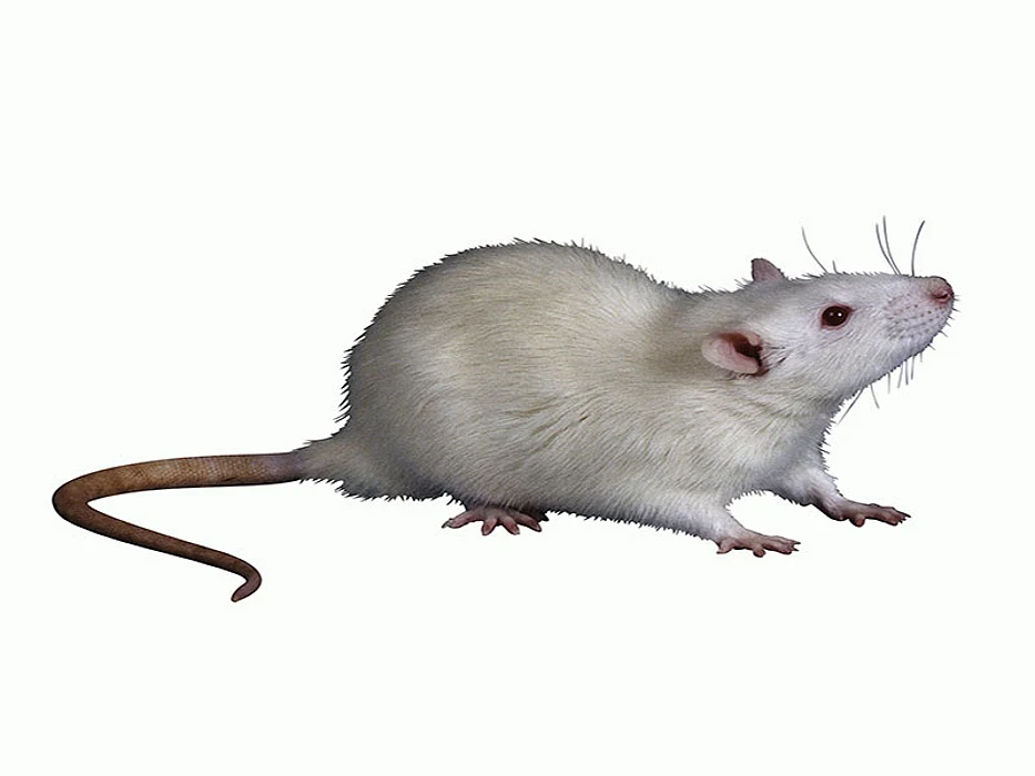 mouse