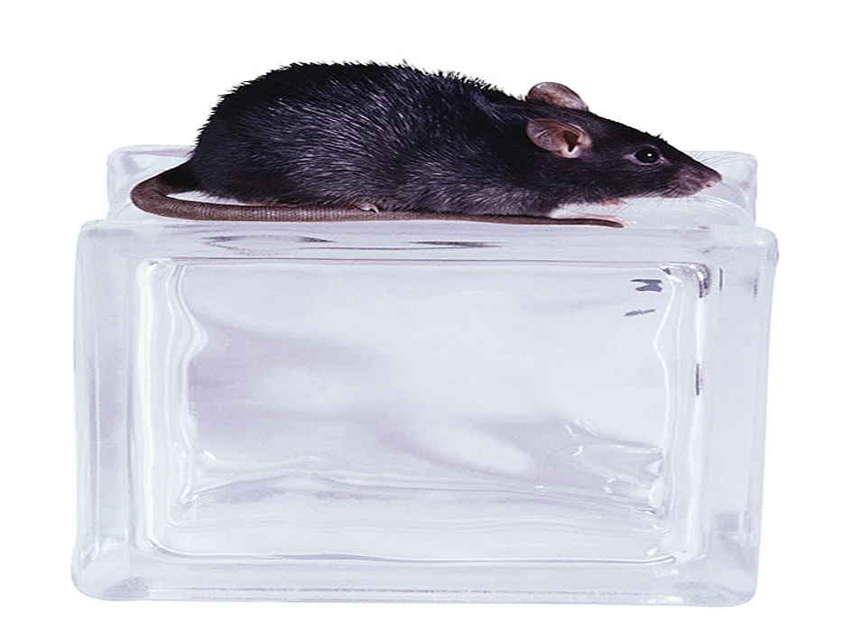 mouse