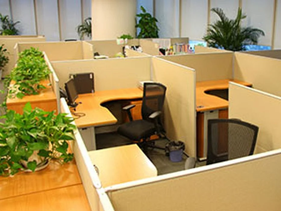 office plants