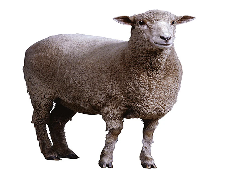 sheep