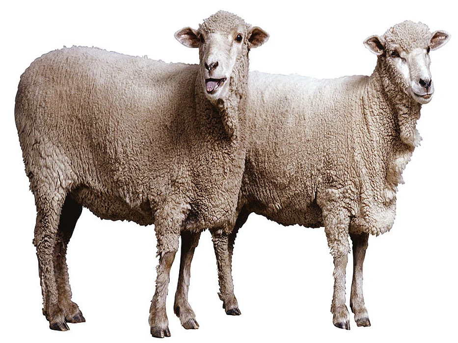 sheep
